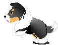 Collie trico 2